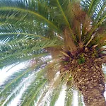 Prospe Appartement Vela Luka